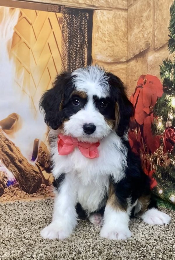 Ms. Nicole the Mini-Bernedoodle