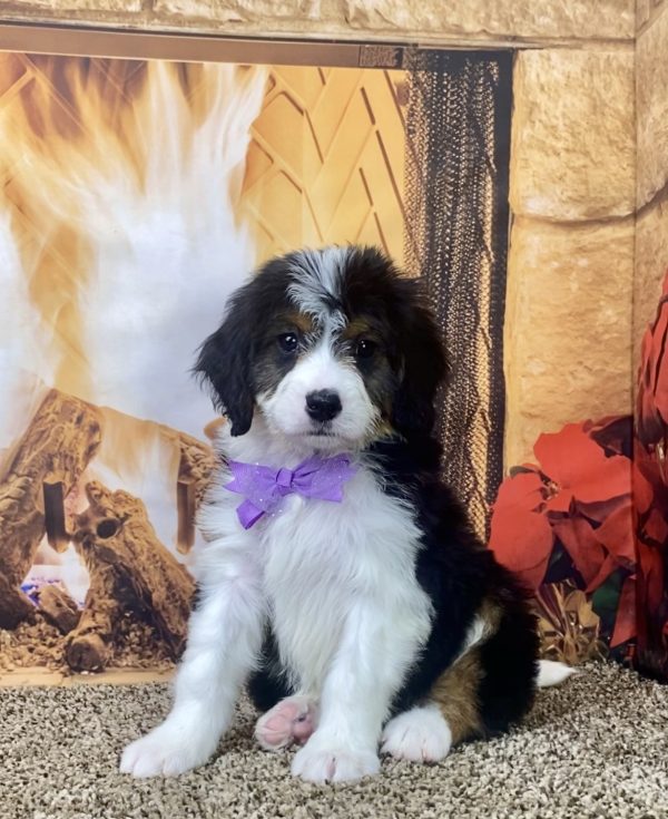 Ms. Nimba the Mini-Bernedoodle