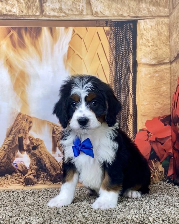 Mr. Nico the Mini-Bernedoodle