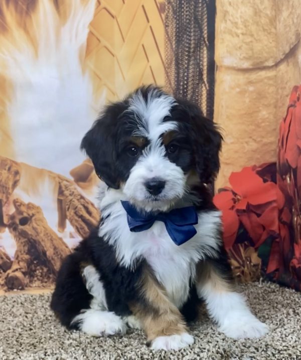 Mr. Nash the Mini-Bernedoodle