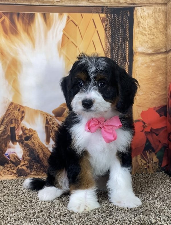 Ms. Mercy the Mini-Bernedoodle