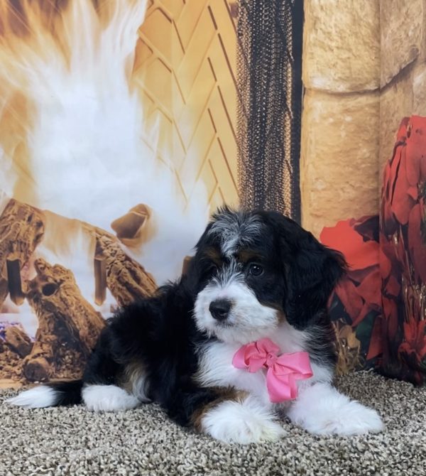 Ms. Mercy the Mini-Bernedoodle - Image 6