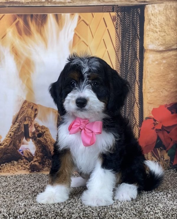 Ms. Mercy the Mini-Bernedoodle - Image 4