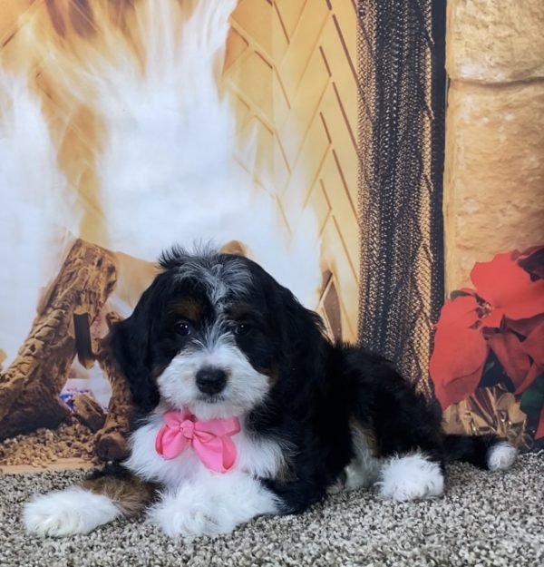 Ms. Mercy the Mini-Bernedoodle - Image 2