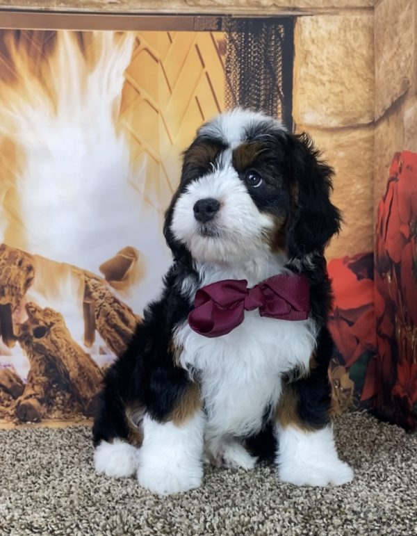 Ms. Mocha the Mini-Bernedoodle