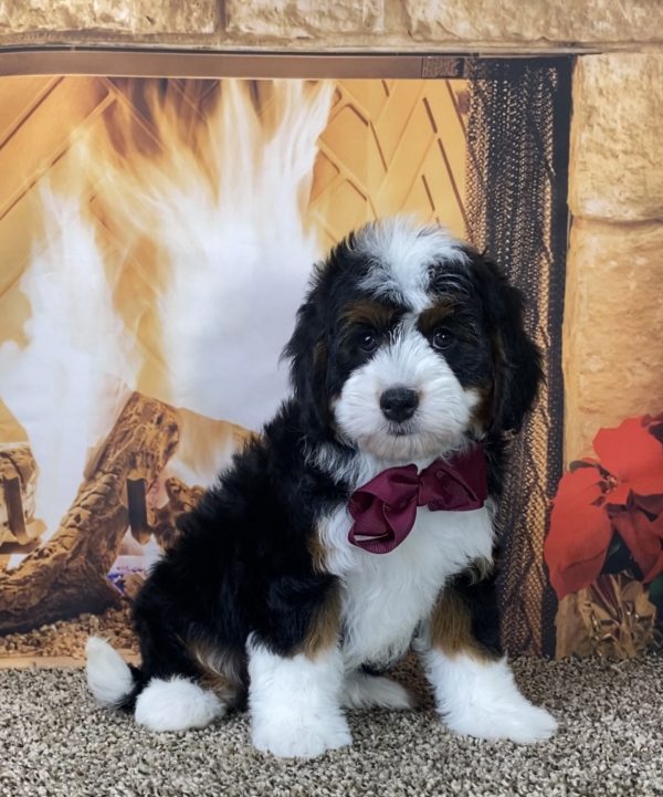 Ms. Mocha the Mini-Bernedoodle - Image 3