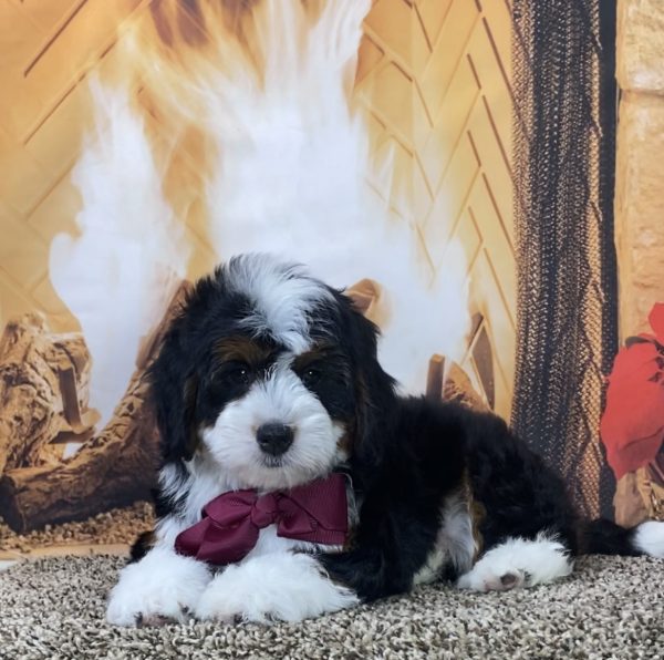 Ms. Mocha the Mini-Bernedoodle - Image 5