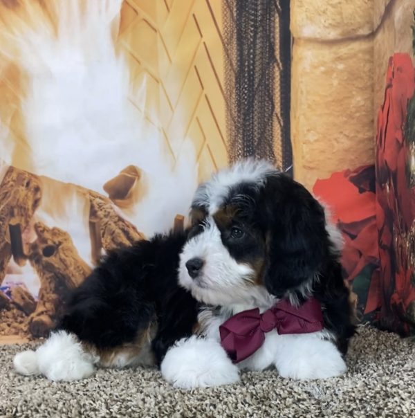 Ms. Mocha the Mini-Bernedoodle - Image 6