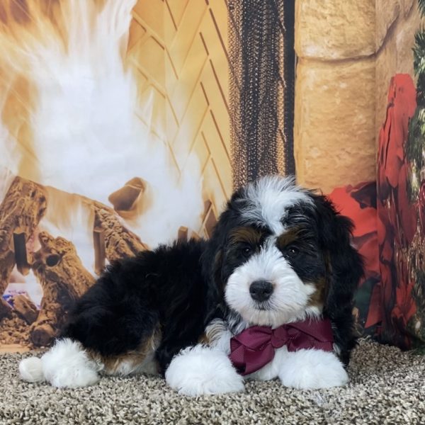 Ms. Mocha the Mini-Bernedoodle - Image 7