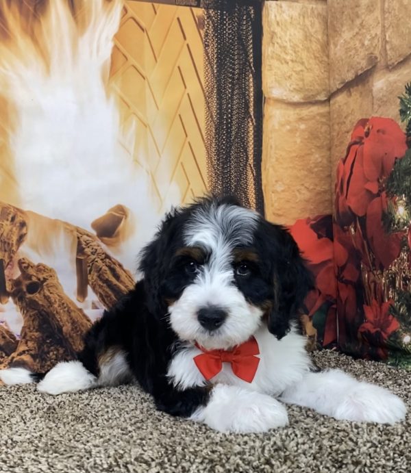 Mr. Milo the Mini-Bernedoodle - Image 2