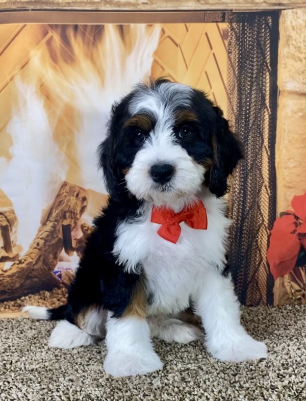 Mr. Milo the Mini-Bernedoodle