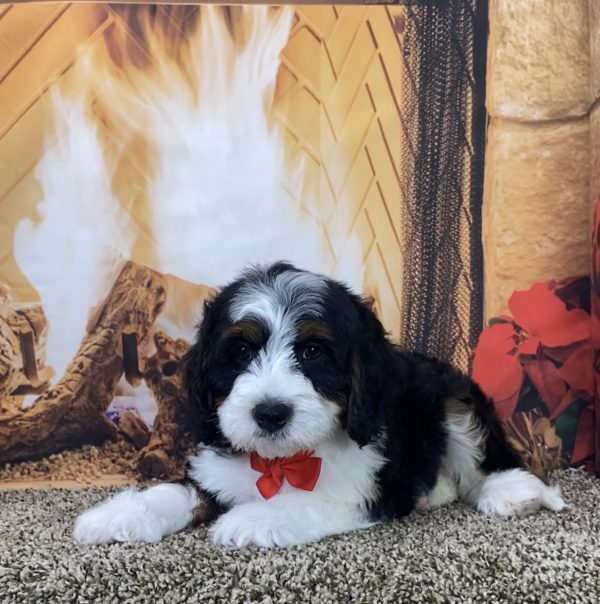 Mr. Milo the Mini-Bernedoodle - Image 4