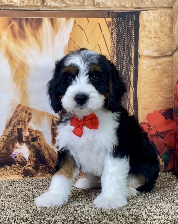 Mr. Milo the Mini-Bernedoodle - Image 5