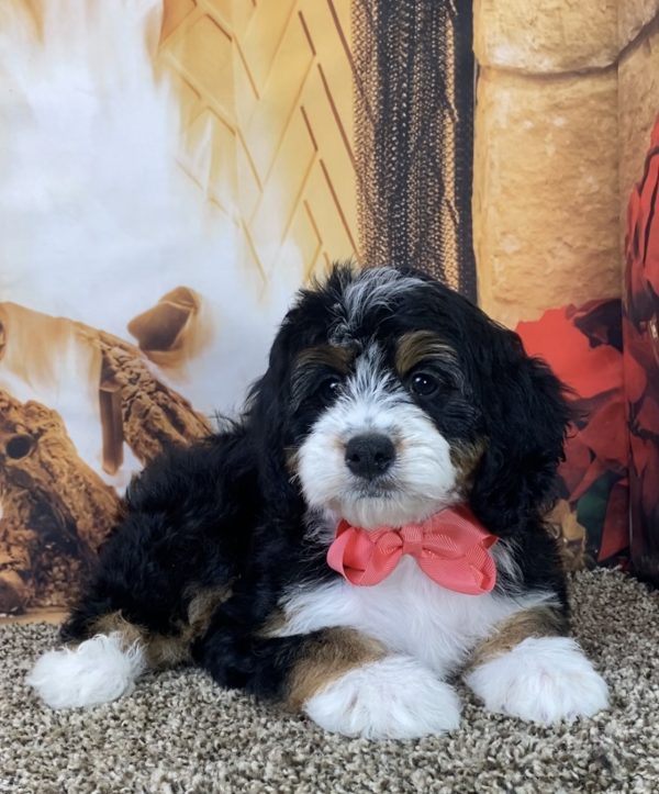 Ms. Mia the Mini-Bernedoodle - Image 2