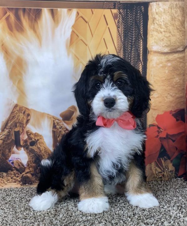 Ms. Mia the Mini-Bernedoodle - Image 3