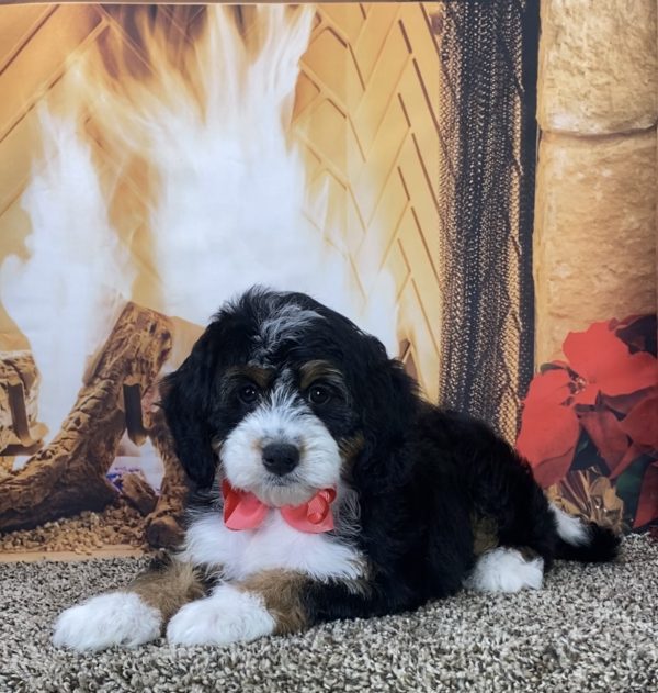 Ms. Mia the Mini-Bernedoodle - Image 5