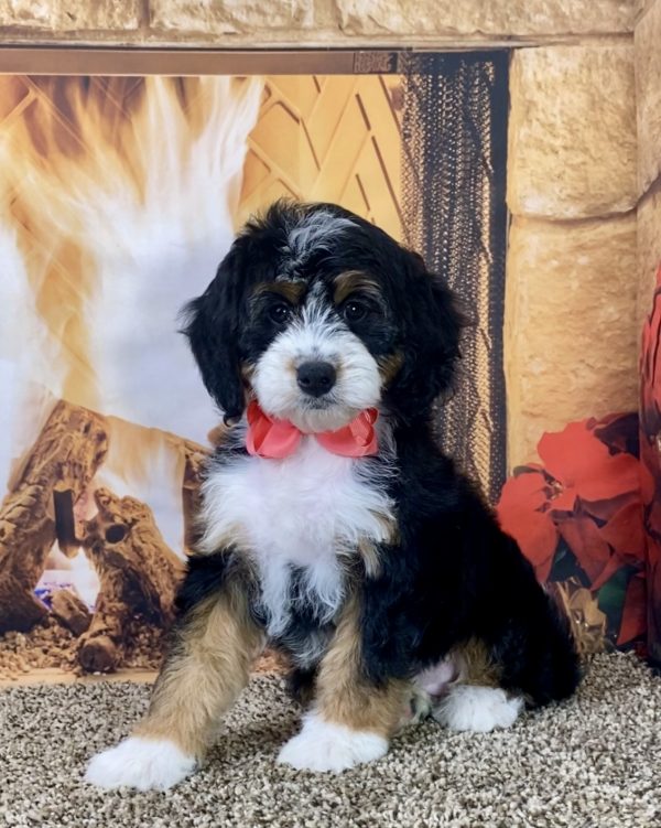 Ms. Mia the Mini-Bernedoodle