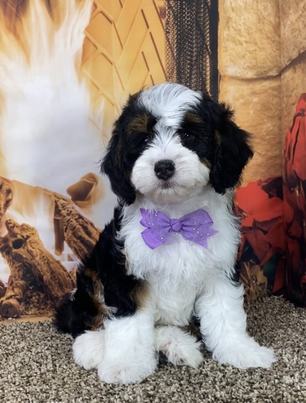 Ms. Muffin the Mini-Bernedoodle - Image 6