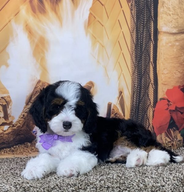 Ms. Muffin the Mini-Bernedoodle - Image 4