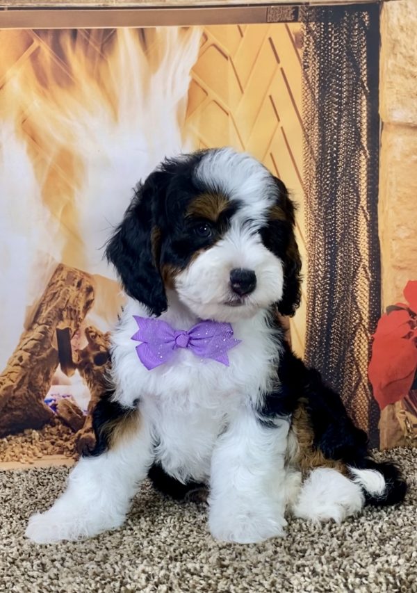 Ms. Muffin the Mini-Bernedoodle - Image 3