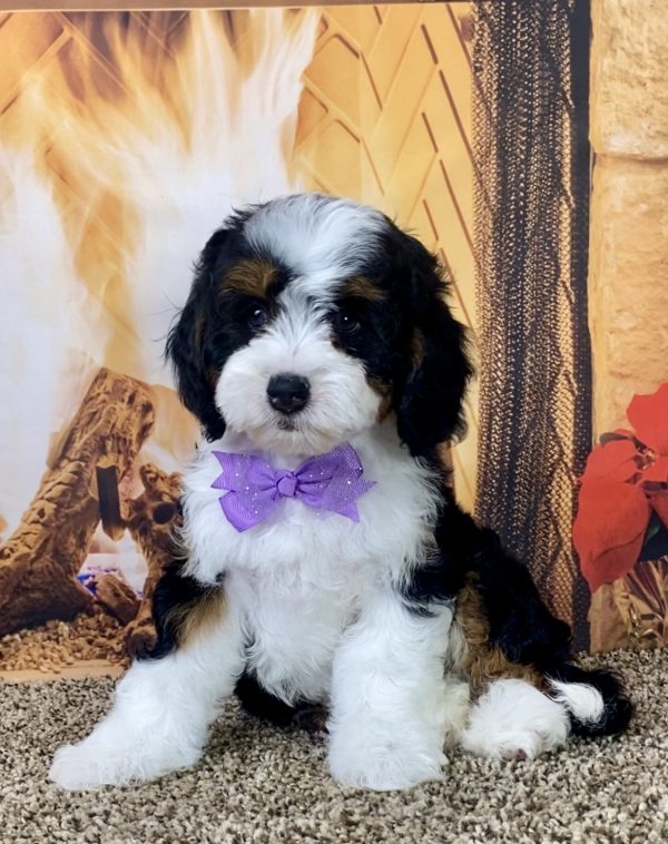 Ms. Muffin the Mini-Bernedoodle