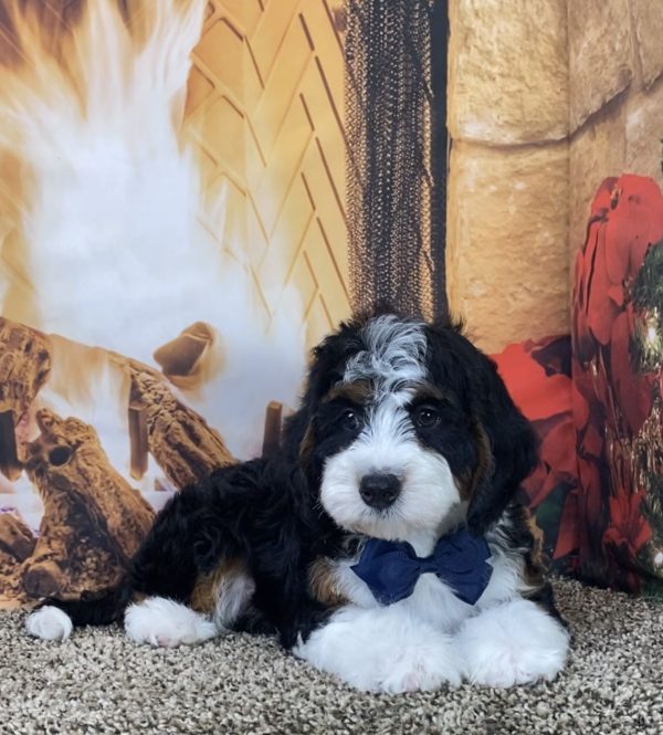 Mr. Max the Mini-Bernedoodle - Image 2