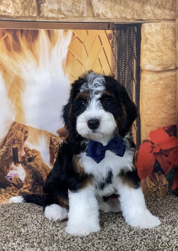 Mr. Max the Mini-Bernedoodle