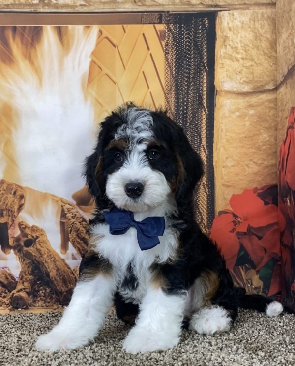 Mr. Max the Mini-Bernedoodle - Image 3