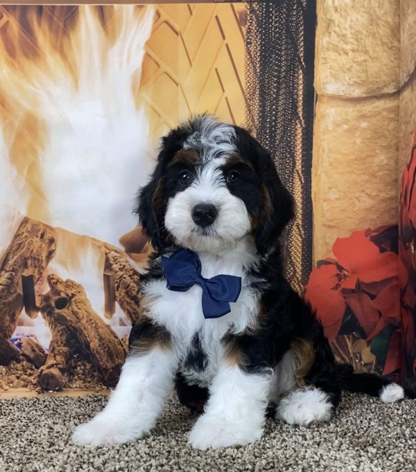 Mr. Max the Mini-Bernedoodle - Image 4