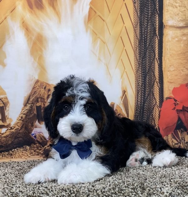 Mr. Max the Mini-Bernedoodle - Image 5