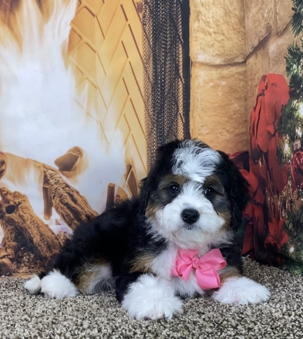 Ms. Madison the Mini-Bernedoodle - Image 4