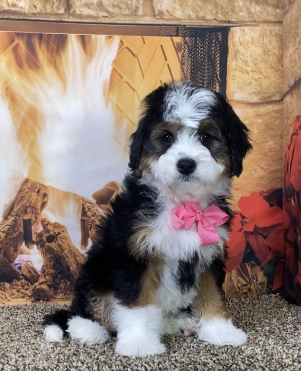 Ms. Madison the Mini-Bernedoodle