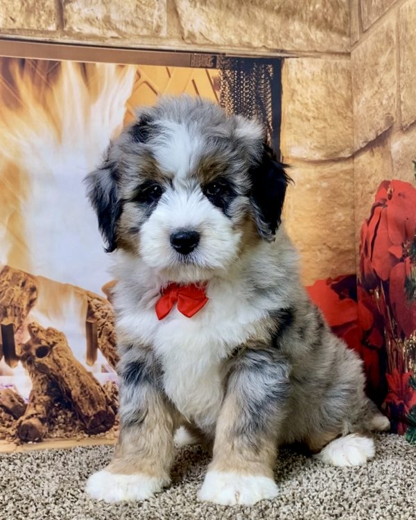 Mr. Pablo the Mini-Bernedoodle