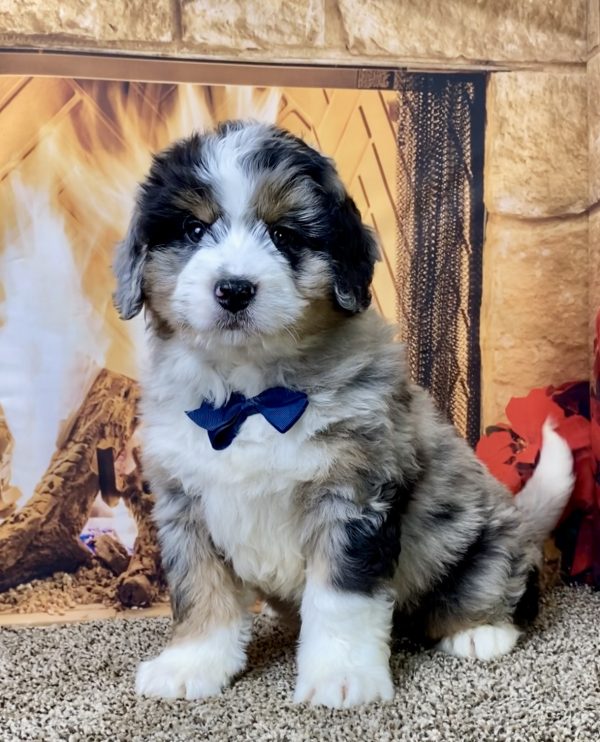 Mr. Peanut the Mini-Bernedoodle