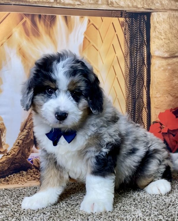 Mr. Peanut the Mini-Bernedoodle - Image 2