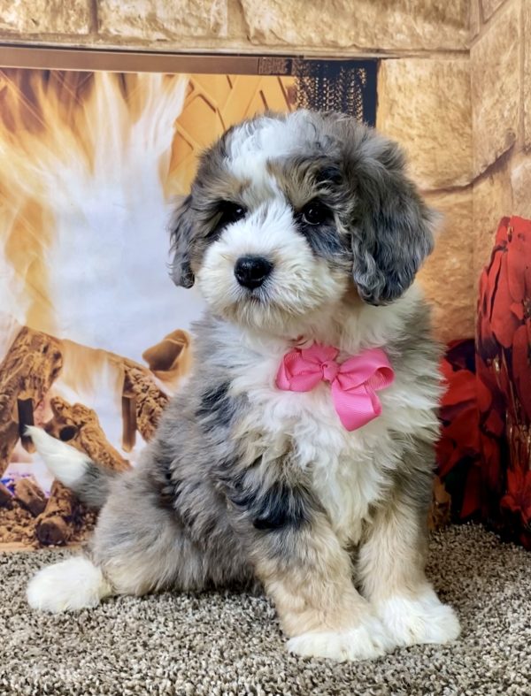 Ms. Pearl the Mini-Bernedoodle - Image 2