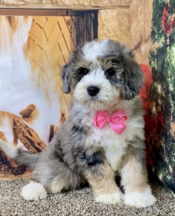 Ms. Pearl the Mini-Bernedoodle