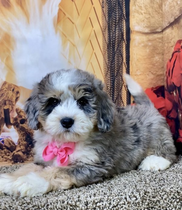 Ms. Pearl the Mini-Bernedoodle - Image 6