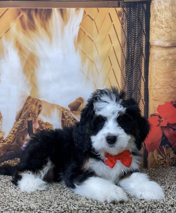 Mr. Oscar the Mini-Bernedoodle - Image 2