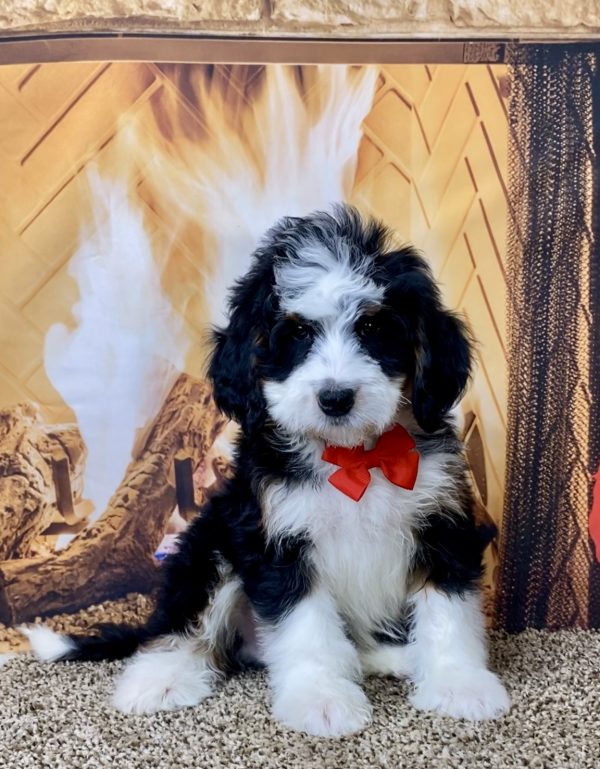 Mr. Oscar the Mini-Bernedoodle