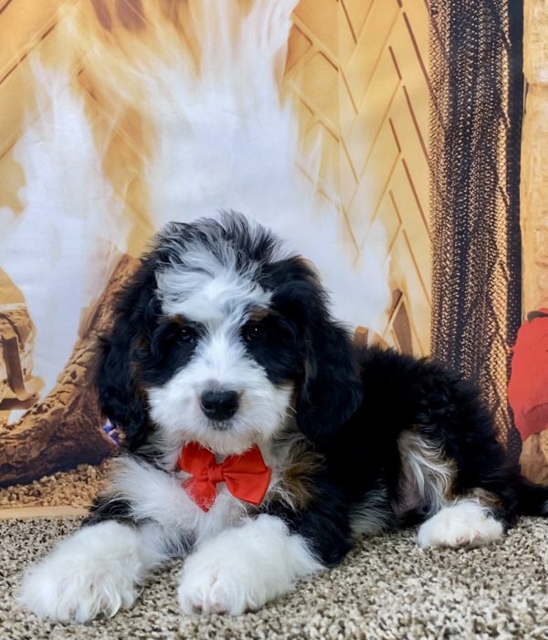 Mr. Oscar the Mini-Bernedoodle - Image 4