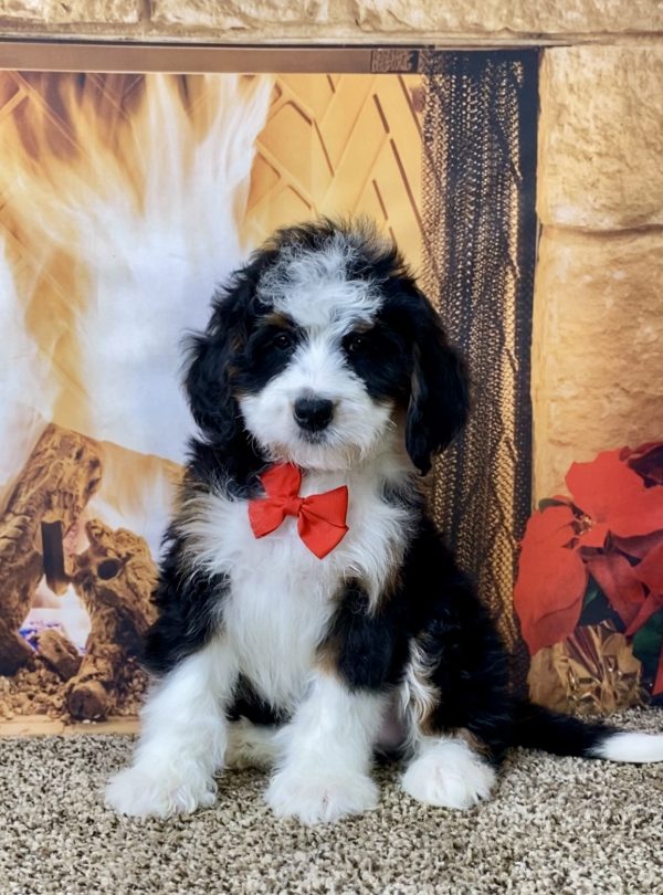 Mr. Oscar the Mini-Bernedoodle - Image 5