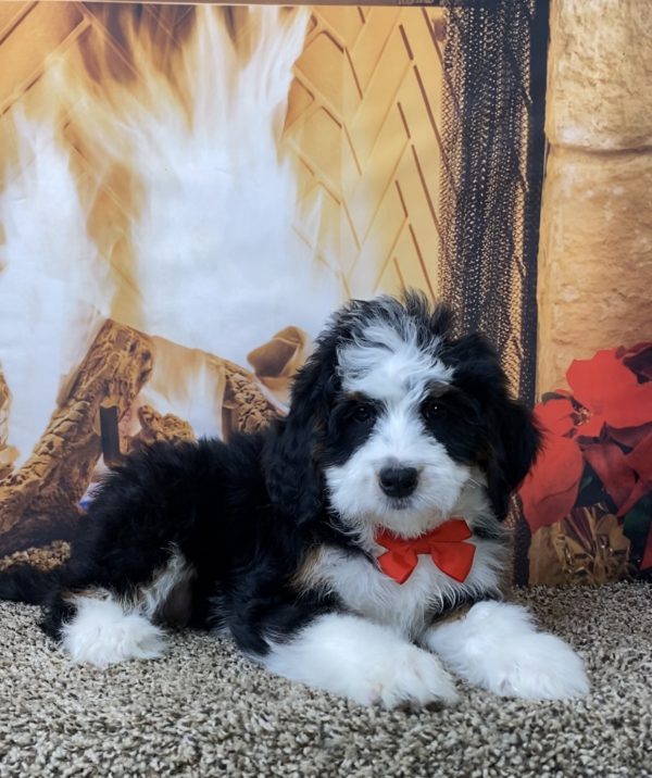 Mr. Oscar the Mini-Bernedoodle - Image 6