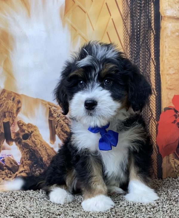 Mr. Oliver the Mini-Bernedoodle