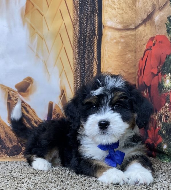 Mr. Oliver the Mini-Bernedoodle - Image 3