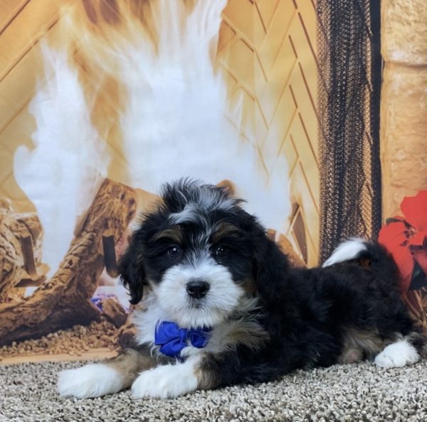 Mr. Oliver the Mini-Bernedoodle - Image 4