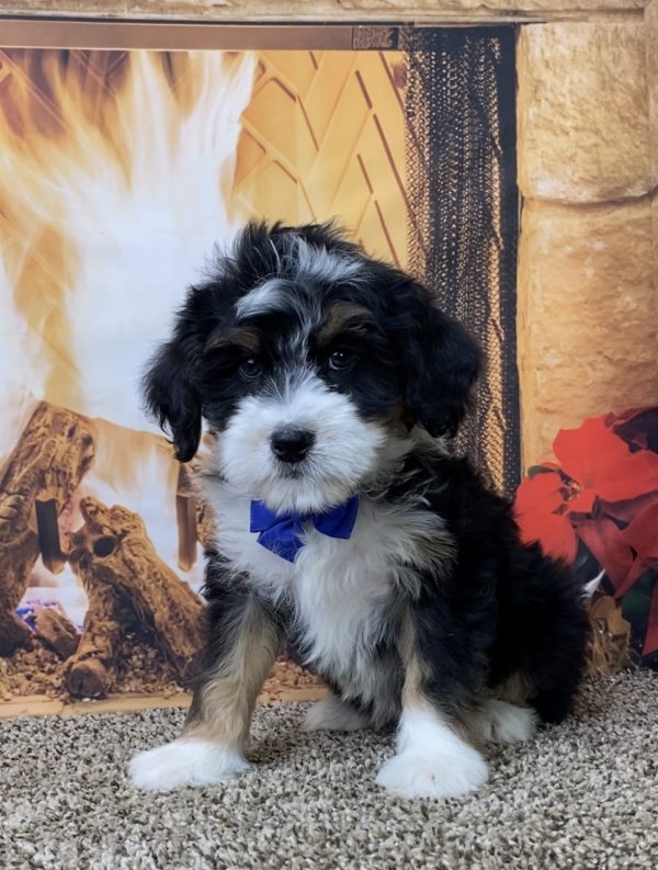 Mr. Oliver the Mini-Bernedoodle - Image 6