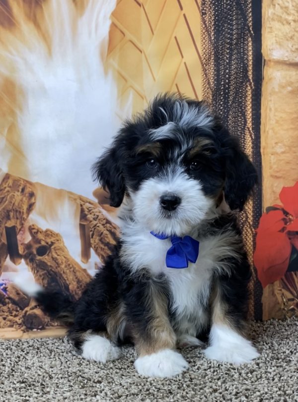 Mr. Oliver the Mini-Bernedoodle - Image 8