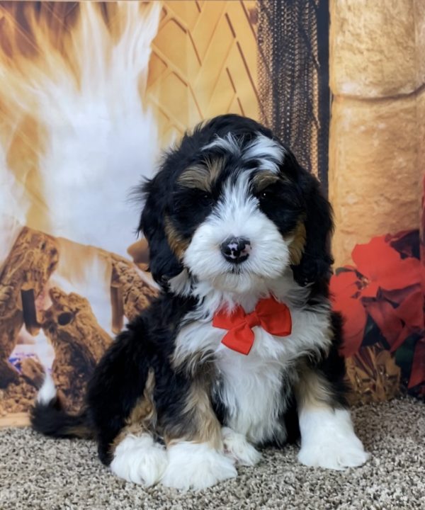 Mr. Olaf the Mini-Bernedoodle