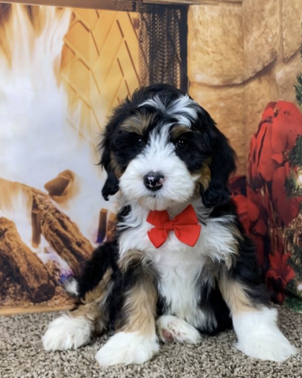 Mr. Olaf the Mini-Bernedoodle - Image 3